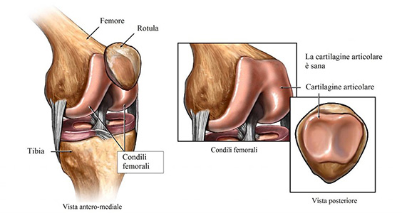 anatomia ginocchio